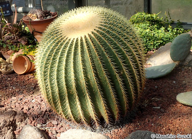 キンシャチ（金鯱） Echinocactus grusonii