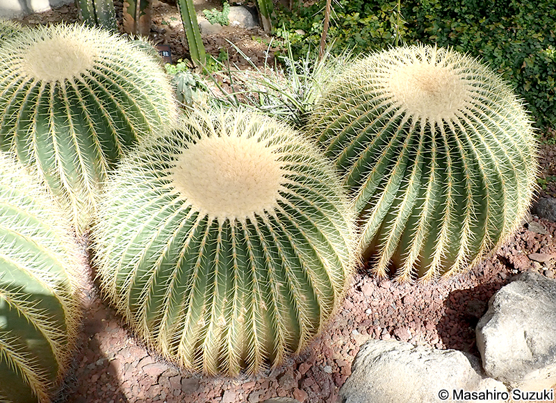 キンシャチ（金鯱） Echinocactus grusonii