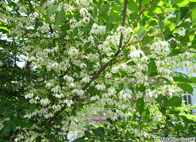 エゴノキ Styrax japonica