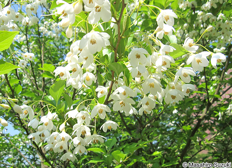 エゴノキ Styrax japonica
