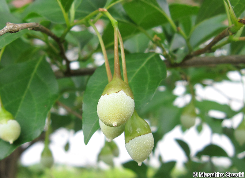 エゴノキの果実