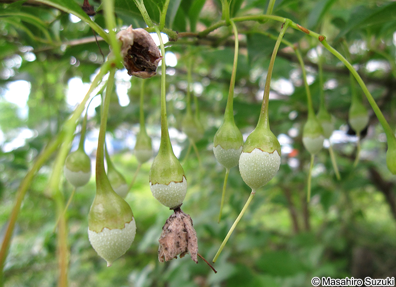 エゴノキの果実