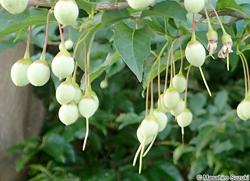 エゴノキの果実