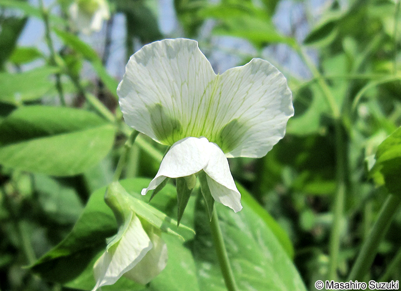 エンドウの花