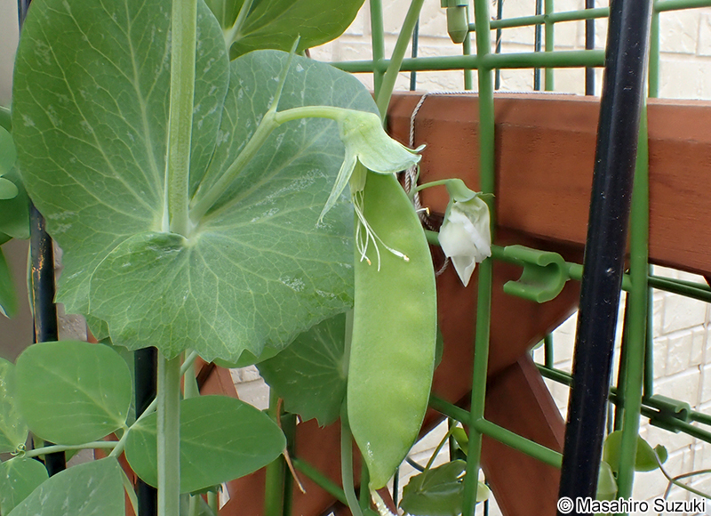 エンドウの果実