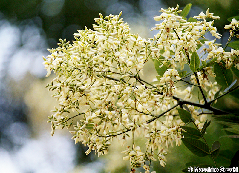 エンジュ Styphonolobium japonicum
