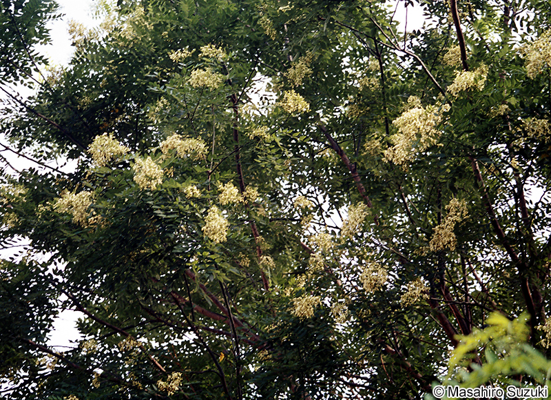 エンジュ Styphonolobium japonicum