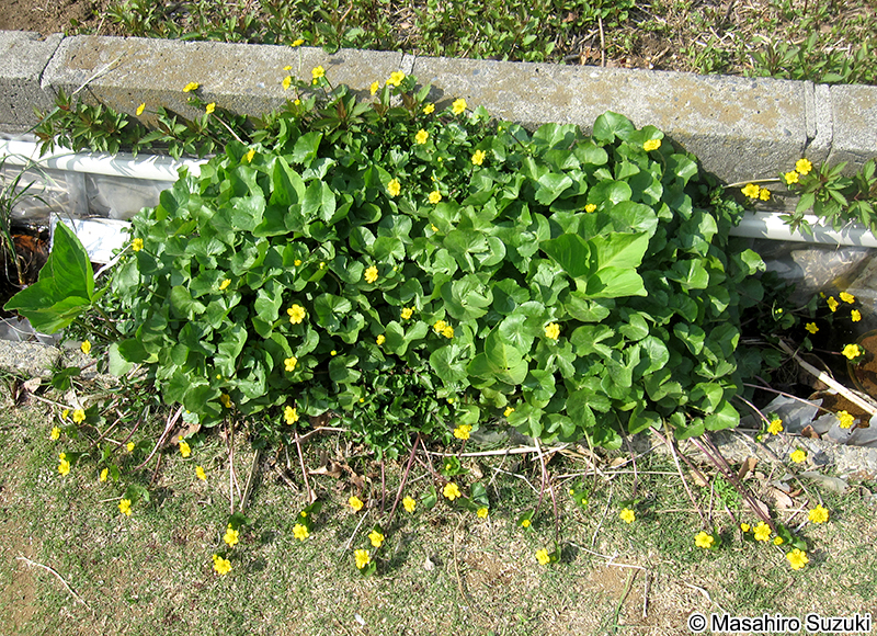 エンコウソウ Caltha palustris var. enkoso