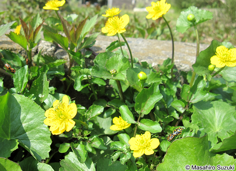 エンコウソウ Caltha palustris var. enkoso