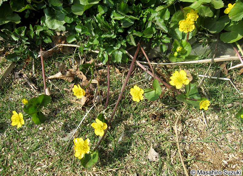 エンコウソウ Caltha palustris var. enkoso
