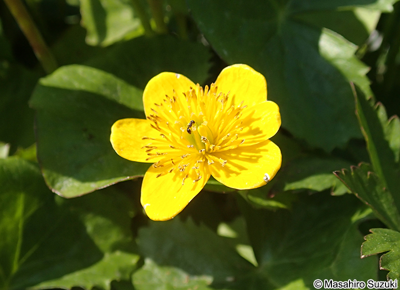 エンコウソウ Caltha palustris var. enkoso