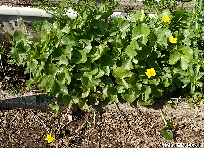 エンコウソウ Caltha palustris var. enkoso