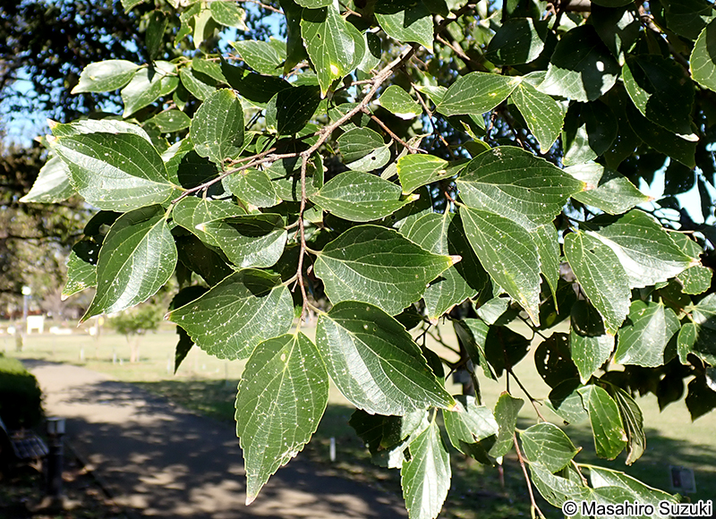 エノキ Celtis sinensis