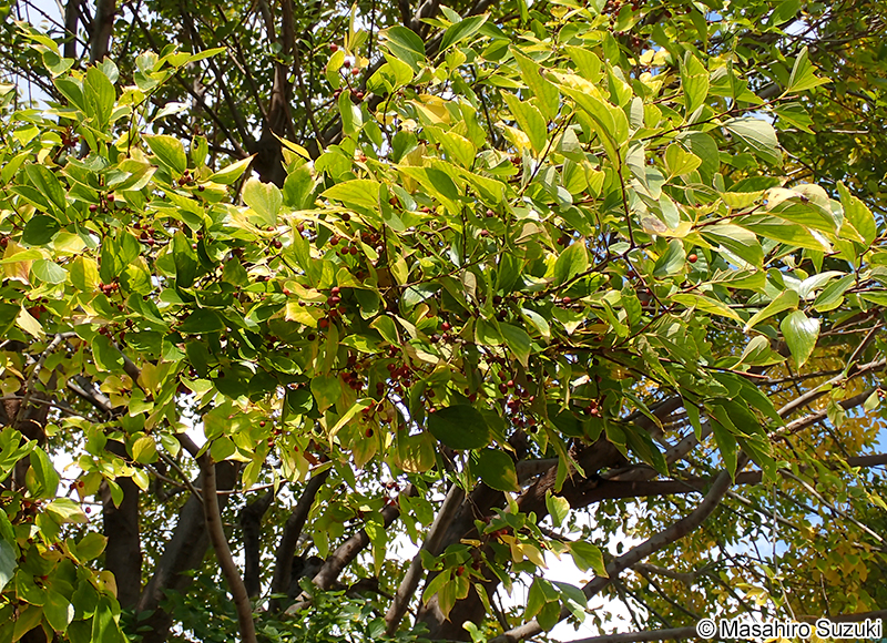 エノキ Celtis sinensis