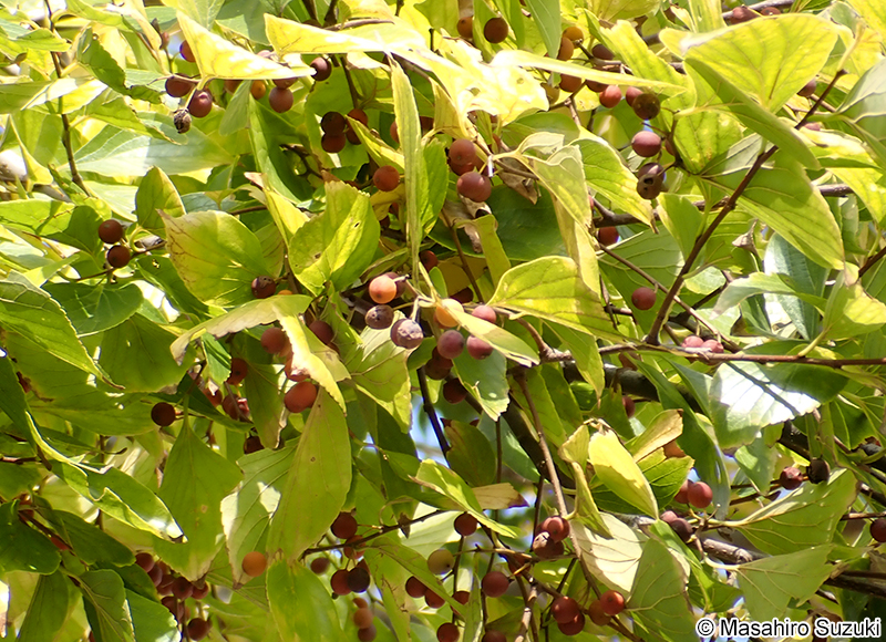 エノキの果実