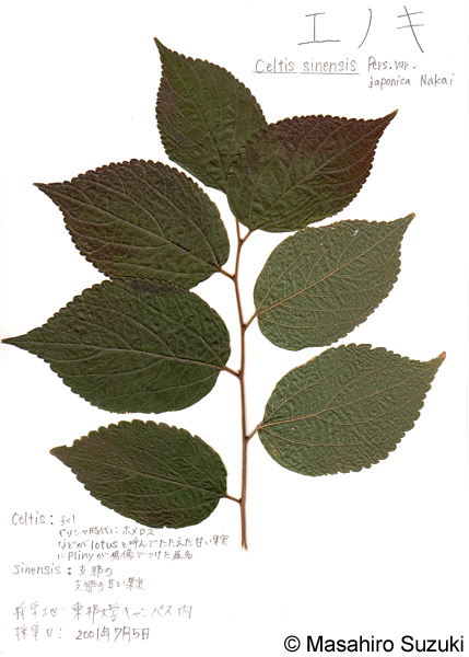 エノキの押し葉