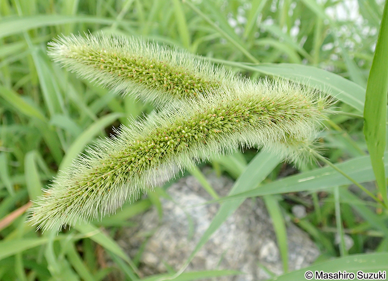 エノコログサ Setaria viridis