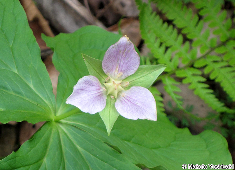 オオバナノエンレイソウ Trillium camschatcense