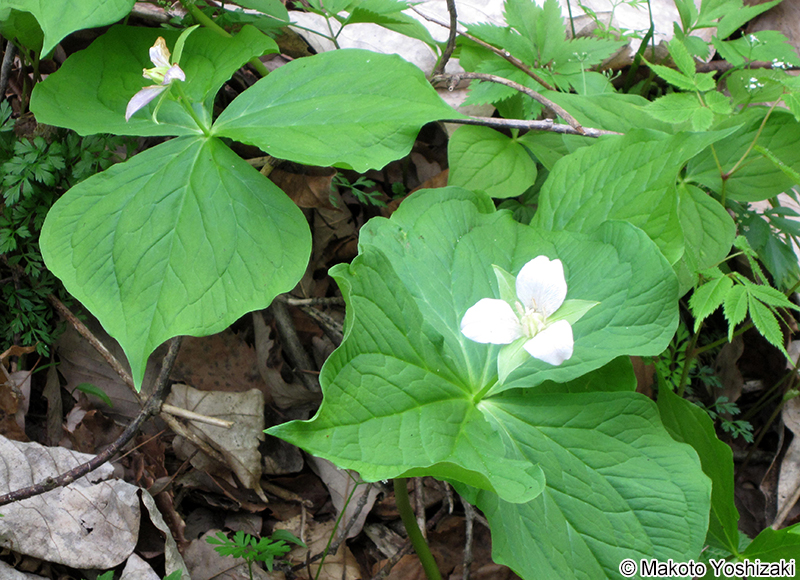 オオバナノエンレイソウ Trillium camschatcense