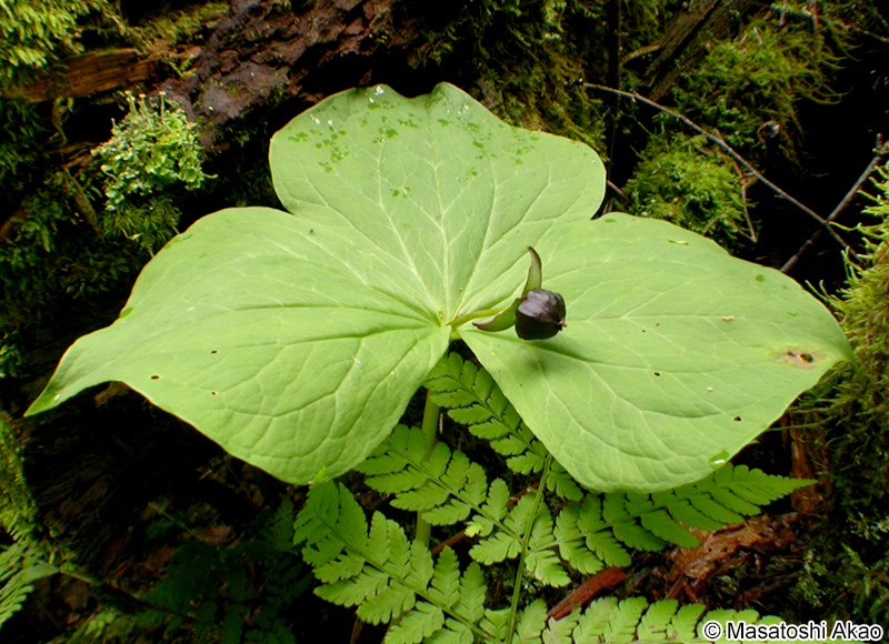 エンレイソウ Trillium apetalon