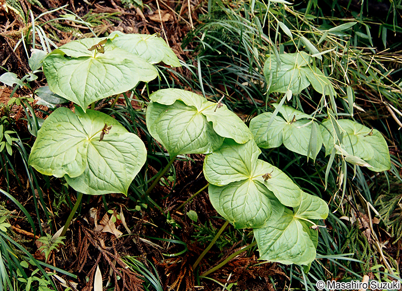 エンレイソウ Trillium apetalon