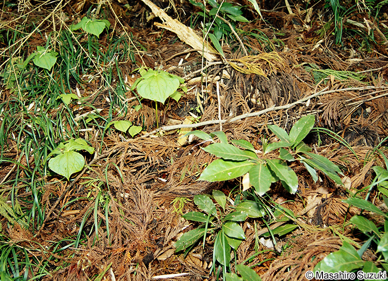 エンレイソウとタブノキ