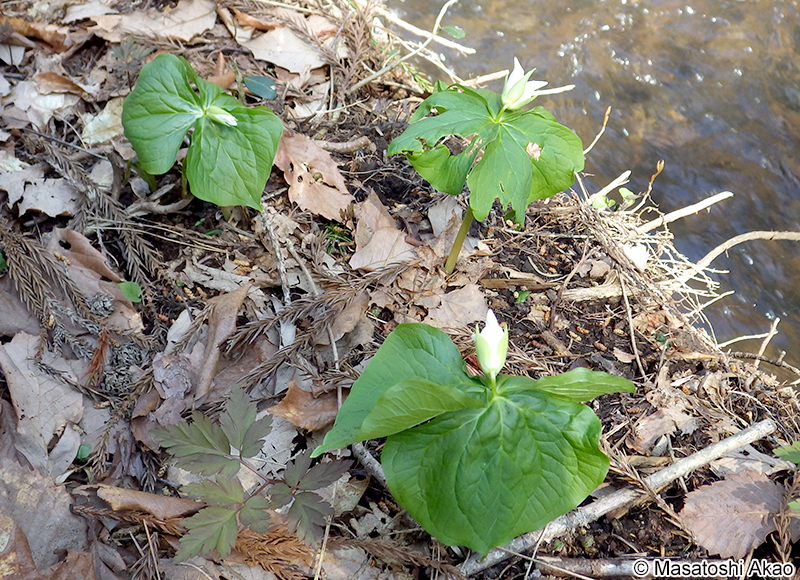 オオバナノエンレイソウ Trillium camschatcense