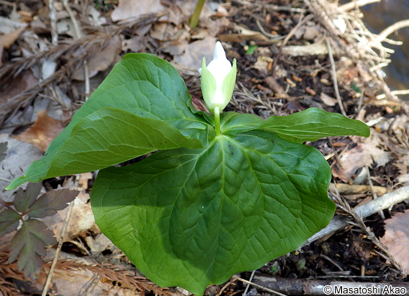 オオバナノエンレイソウ Trillium camschatcense