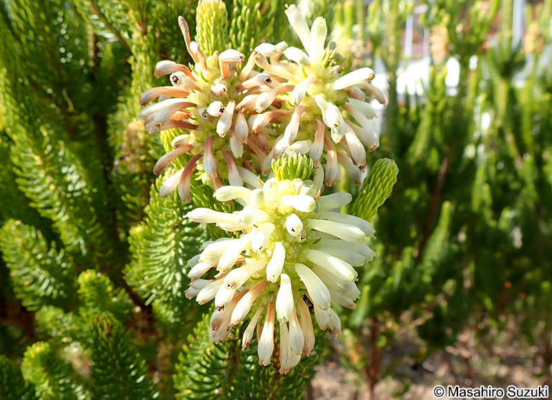 Erica sessiliflora