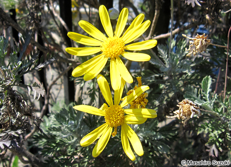 ユリオプスデージー Euryops pectinatus