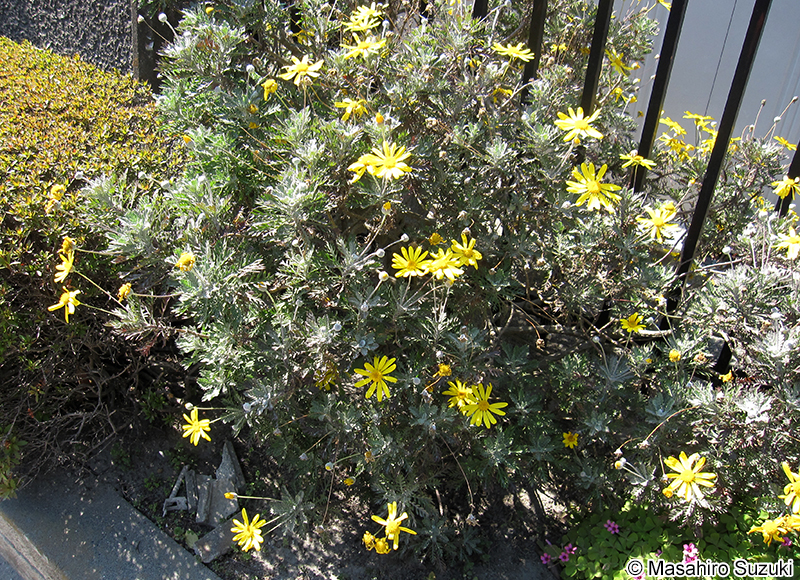 ユリオプスデージー Euryops pectinatus
