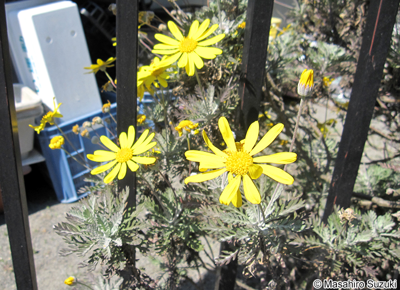 ユリオプスデージー Euryops pectinatus