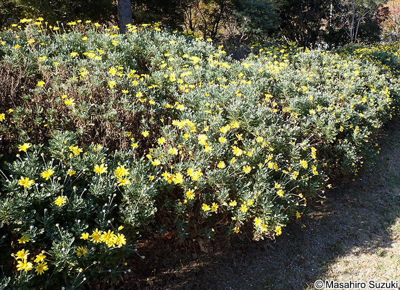 ユリオプスデージー Euryops pectinatus