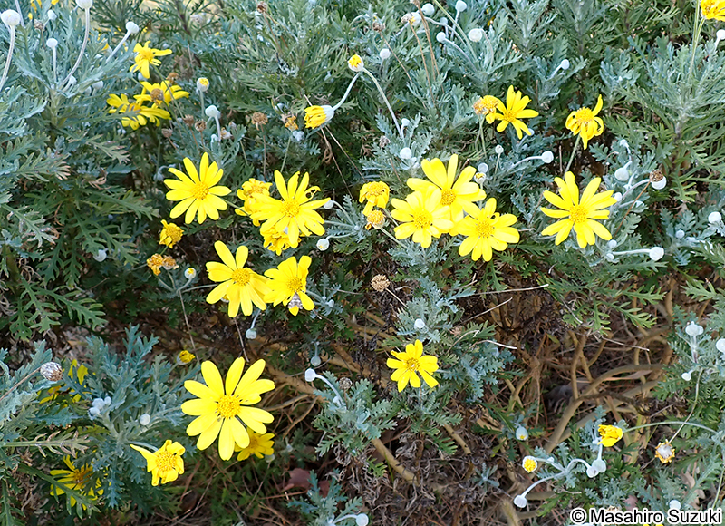 ユリオプスデージー Euryops pectinatus