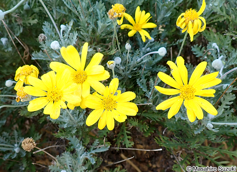 ユリオプスデージー Euryops pectinatus