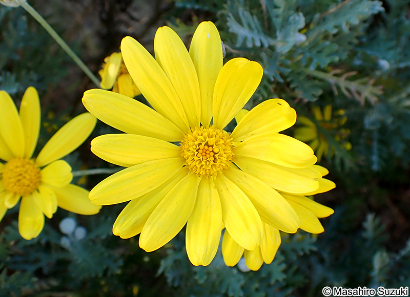 ユリオプスデージー Euryops pectinatus