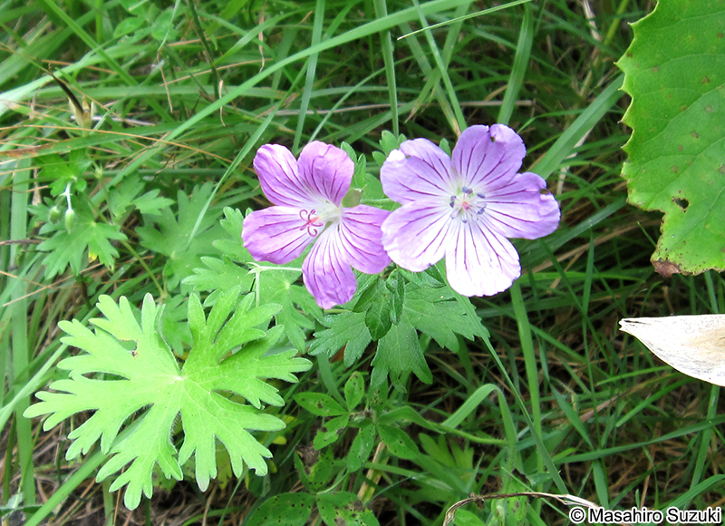 エゾフウロ Geranium yesoense