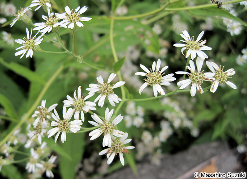 エゾゴマナ Aster glehnii