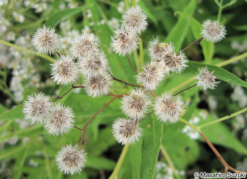 エゾゴマナ Aster glehnii
