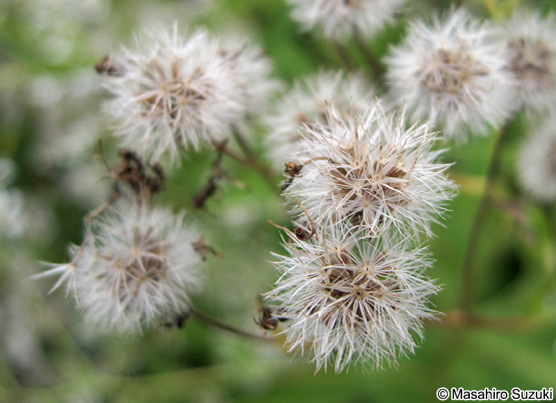 エゾゴマナの綿毛