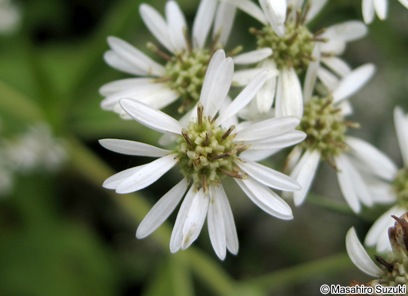 エゾゴマナの花