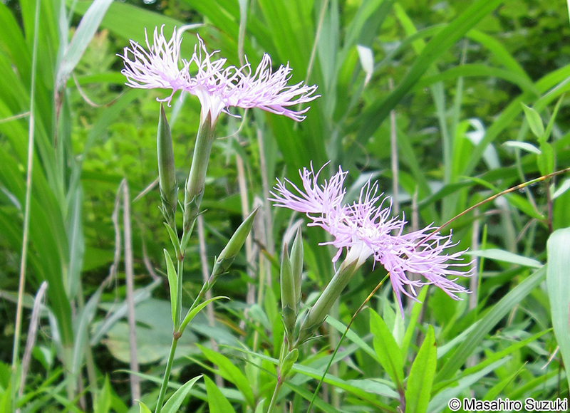 エゾカワラナデシコ Dianthus superbus var. superbus
