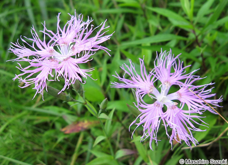 エゾカワラナデシコ Dianthus superbus var. superbus