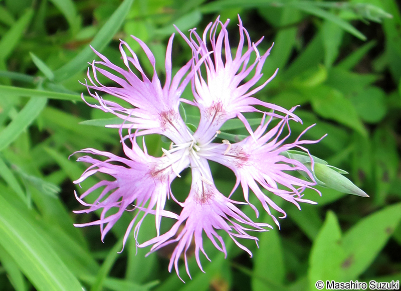 エゾカワラナデシコ Dianthus superbus var. superbus