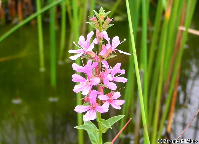エゾミソハギ Lythrum salicaria