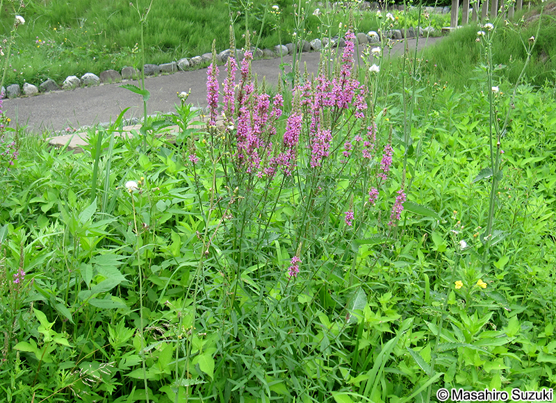 エゾミソハギ Lythrum salicaria