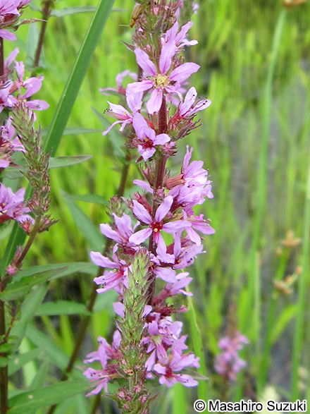 エゾミソハギ Lythrum salicaria