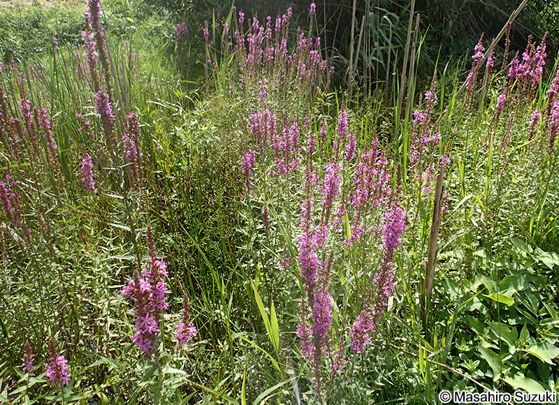 エゾミソハギ Lythrum salicaria