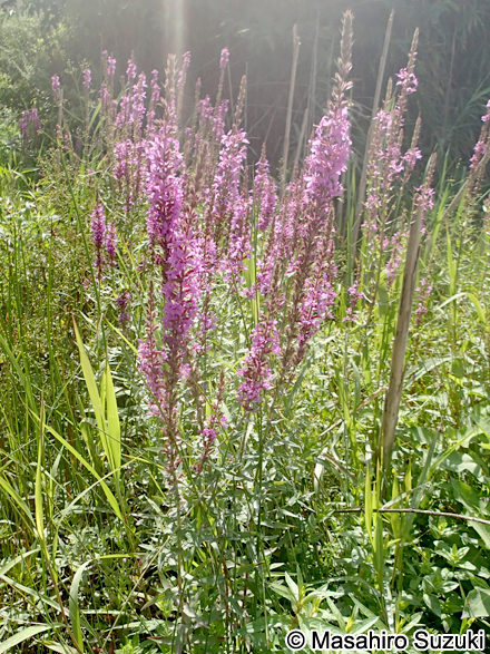 エゾミソハギ Lythrum salicaria