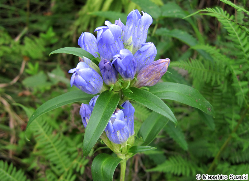 エゾリンドウ Gentiana triflora var. japonica
